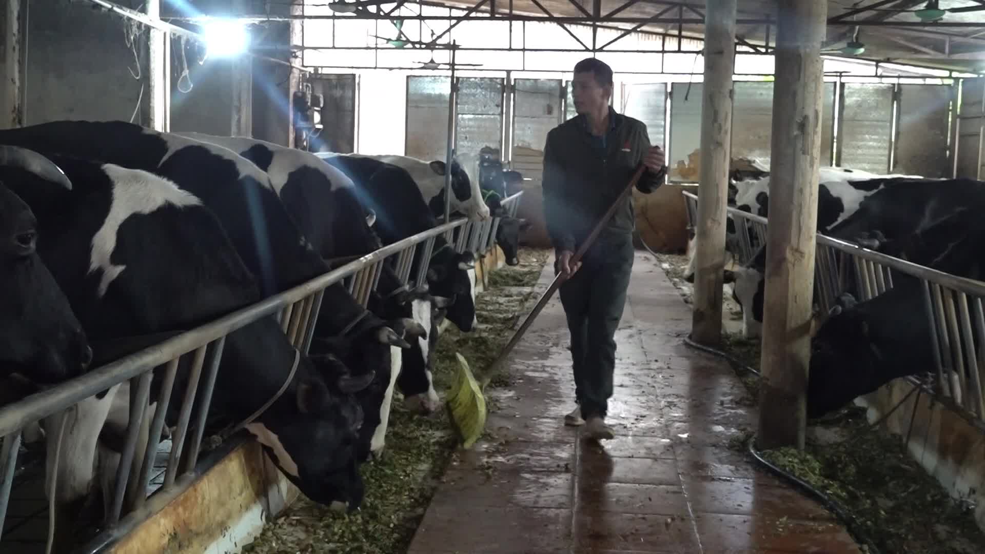 Thu gom chất thải chăn nuôi – Bước nhỏ cho Minh Châu xanh