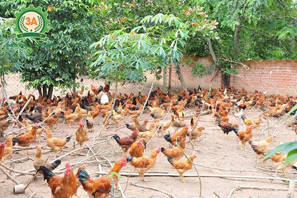 MÔ HÌNH CÓ HIỆU QUẢ TỪ VỐN VAY NHCSXH TẠI XÃ PHÚ CÁT- Ảnh 1.