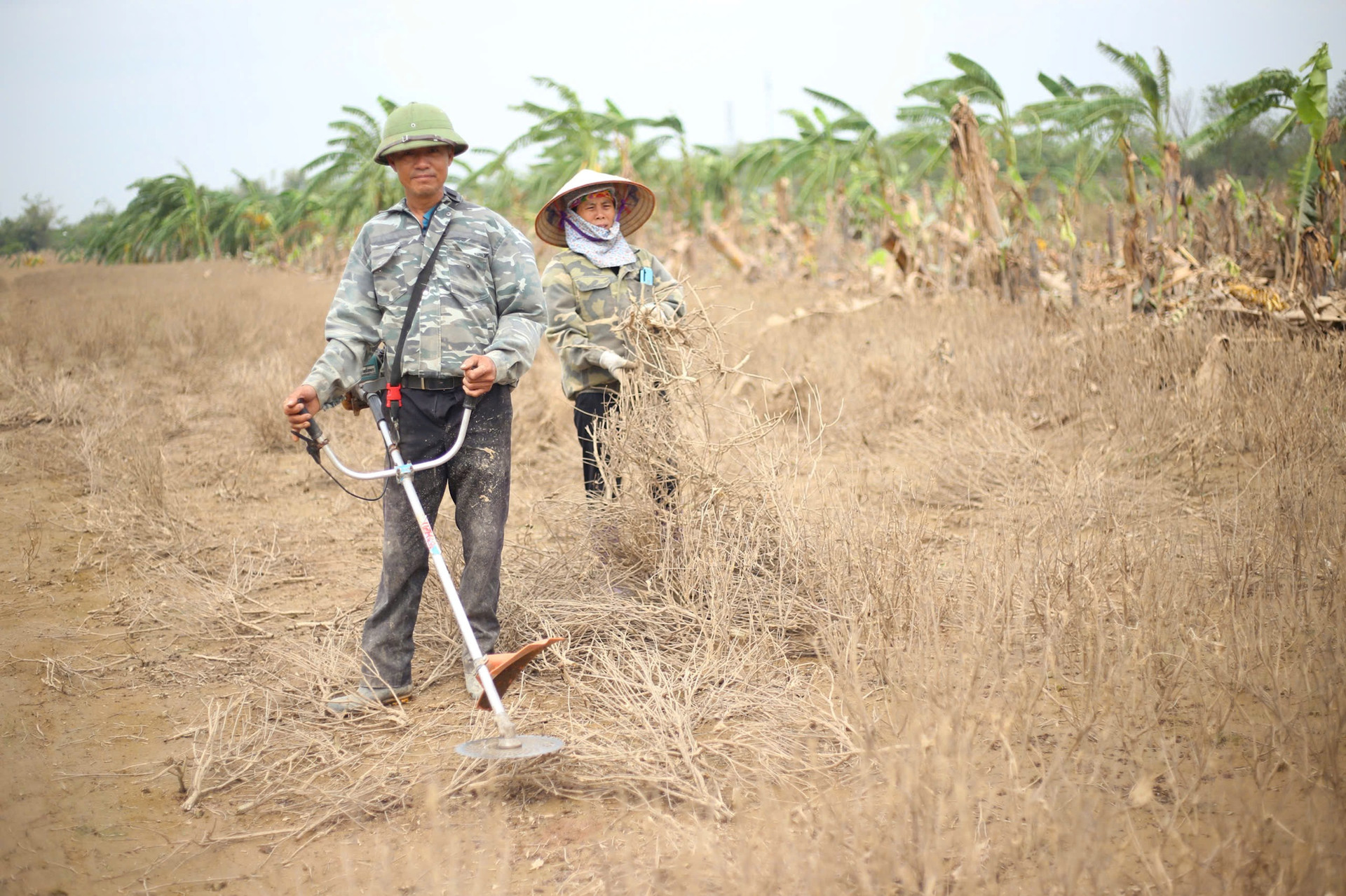 Nông dân Phú Xuyên gồng mình khôi phục sản xuất sau bão lũ- Ảnh 6.