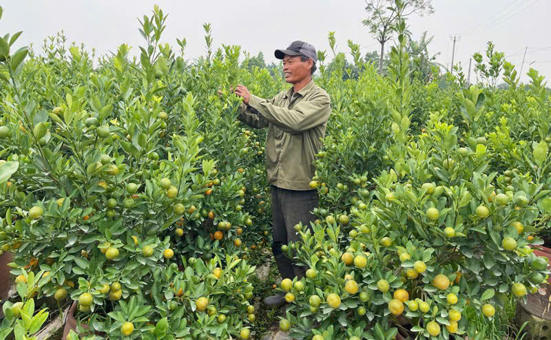 Hội Nông dân xã Nam Phù phát huy truyền thống 95 năm xây dựng và trưởng thành