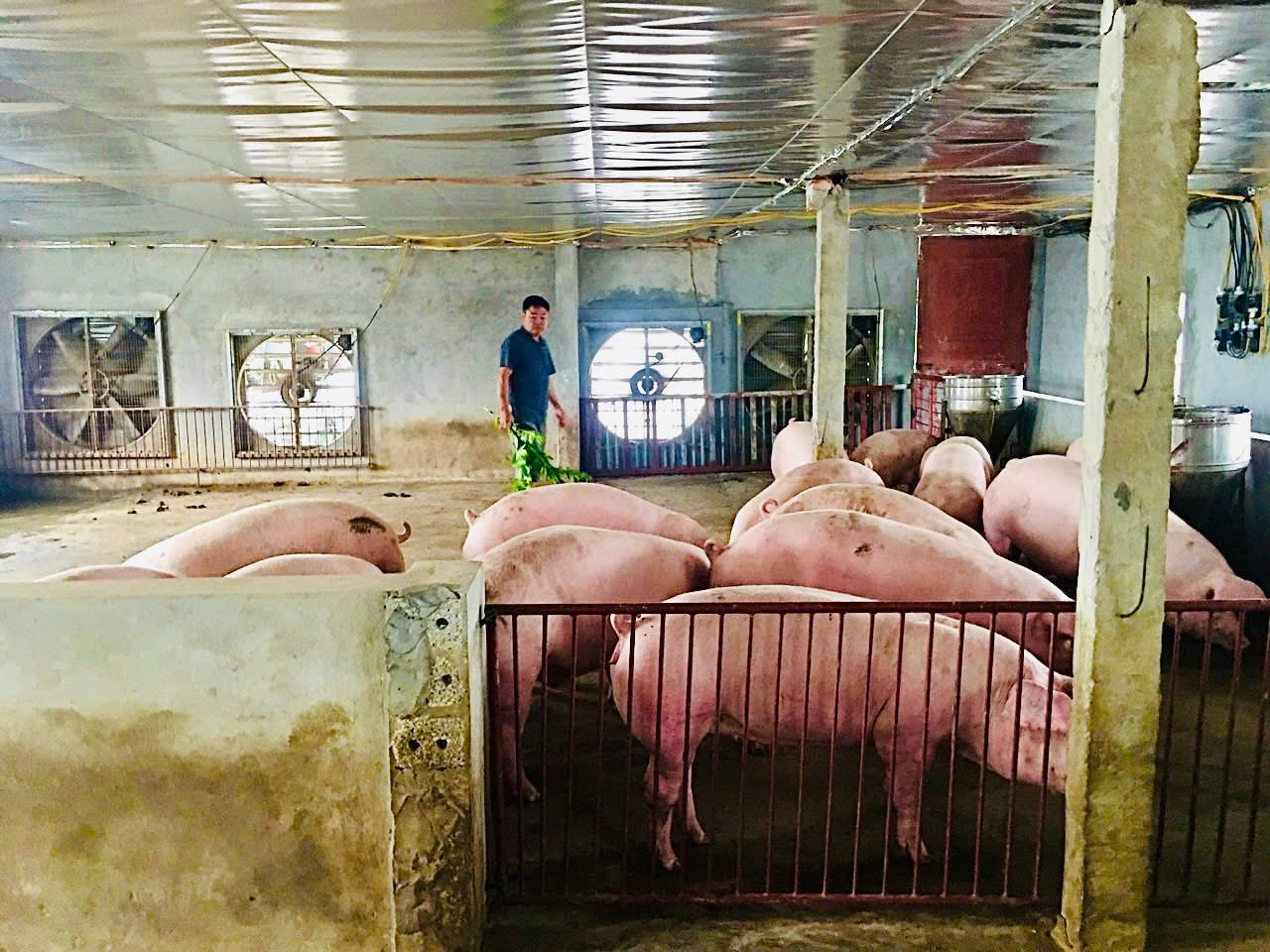 Anh Hoàng Tiến Tuyên, hội viên nông dân làm kinh tế giỏi từ mô hình VAC- Ảnh 3.