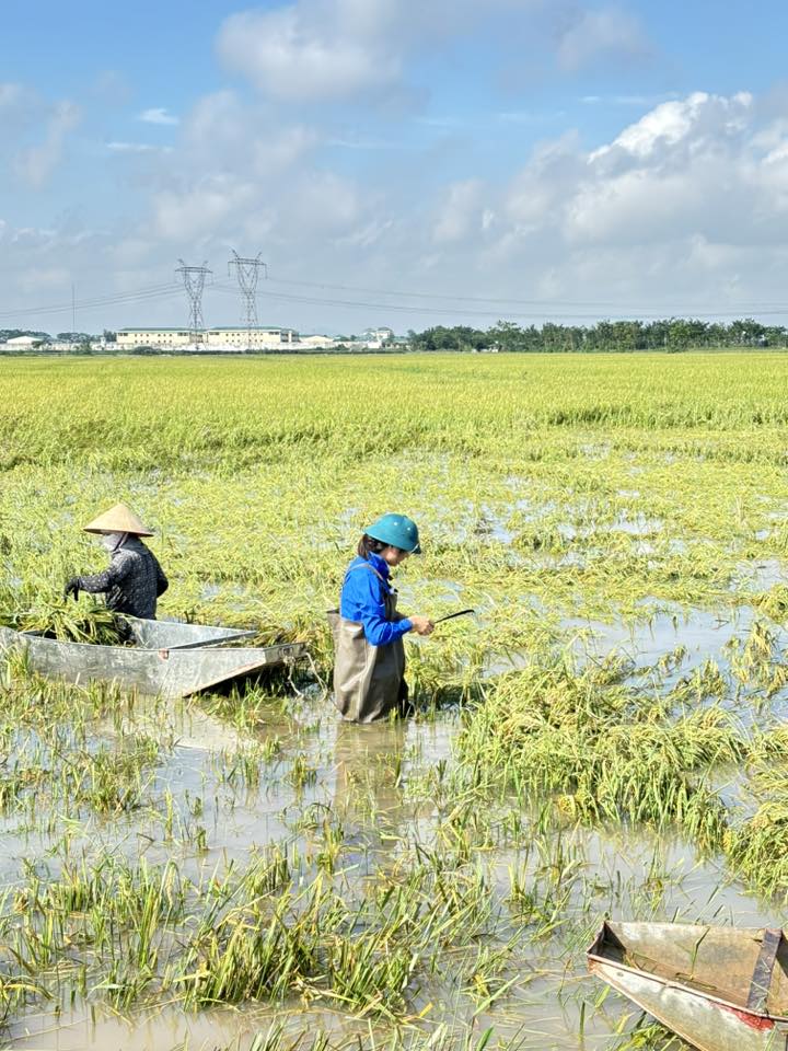 Đoàn xã Thượng Phúc chung tay thu hoạch lúa mùa giúp bà con nhân dân khắc phục hậu quả bão số 10- Ảnh 3.