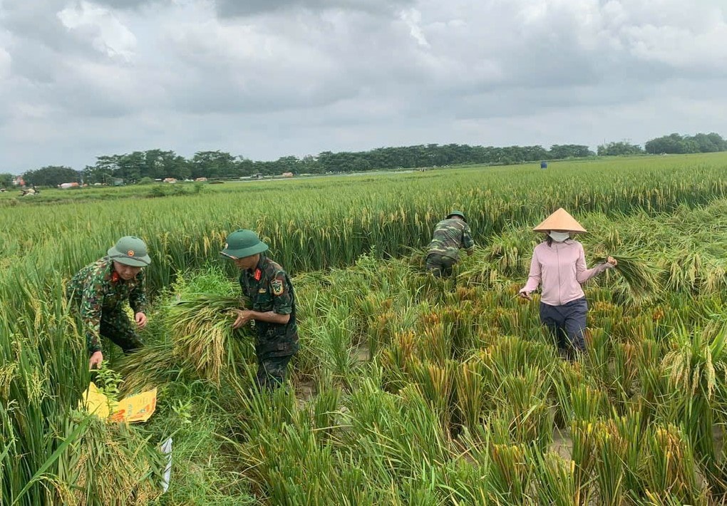 Xã Đa Phúc: Khoảng 350 bộ đội, dân quân hỗ trợ người dân thu hoạch lúa chạy lũ- Ảnh 1.