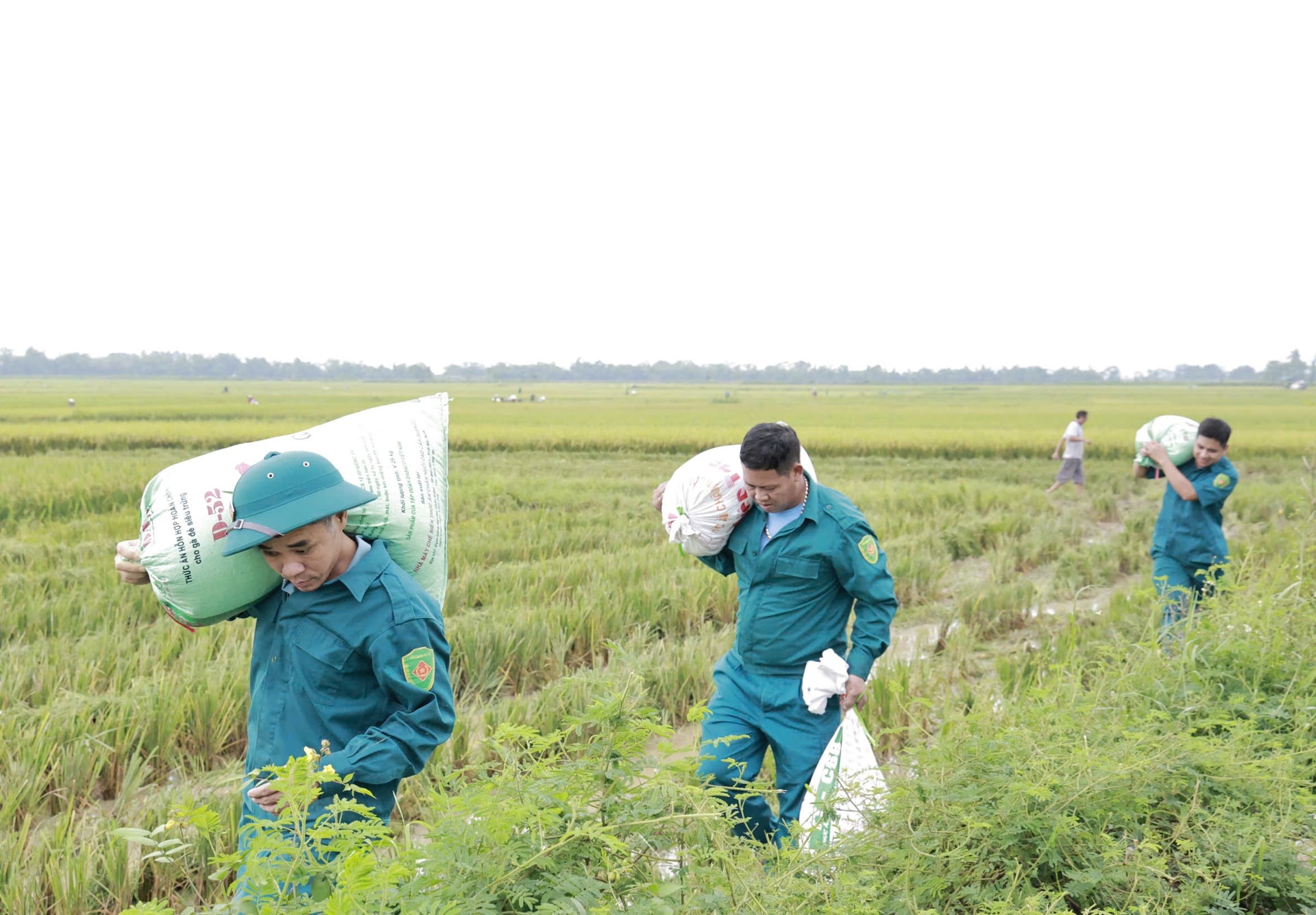 Xã Đa Phúc: Khoảng 350 bộ đội, dân quân hỗ trợ người dân thu hoạch lúa chạy lũ- Ảnh 5.