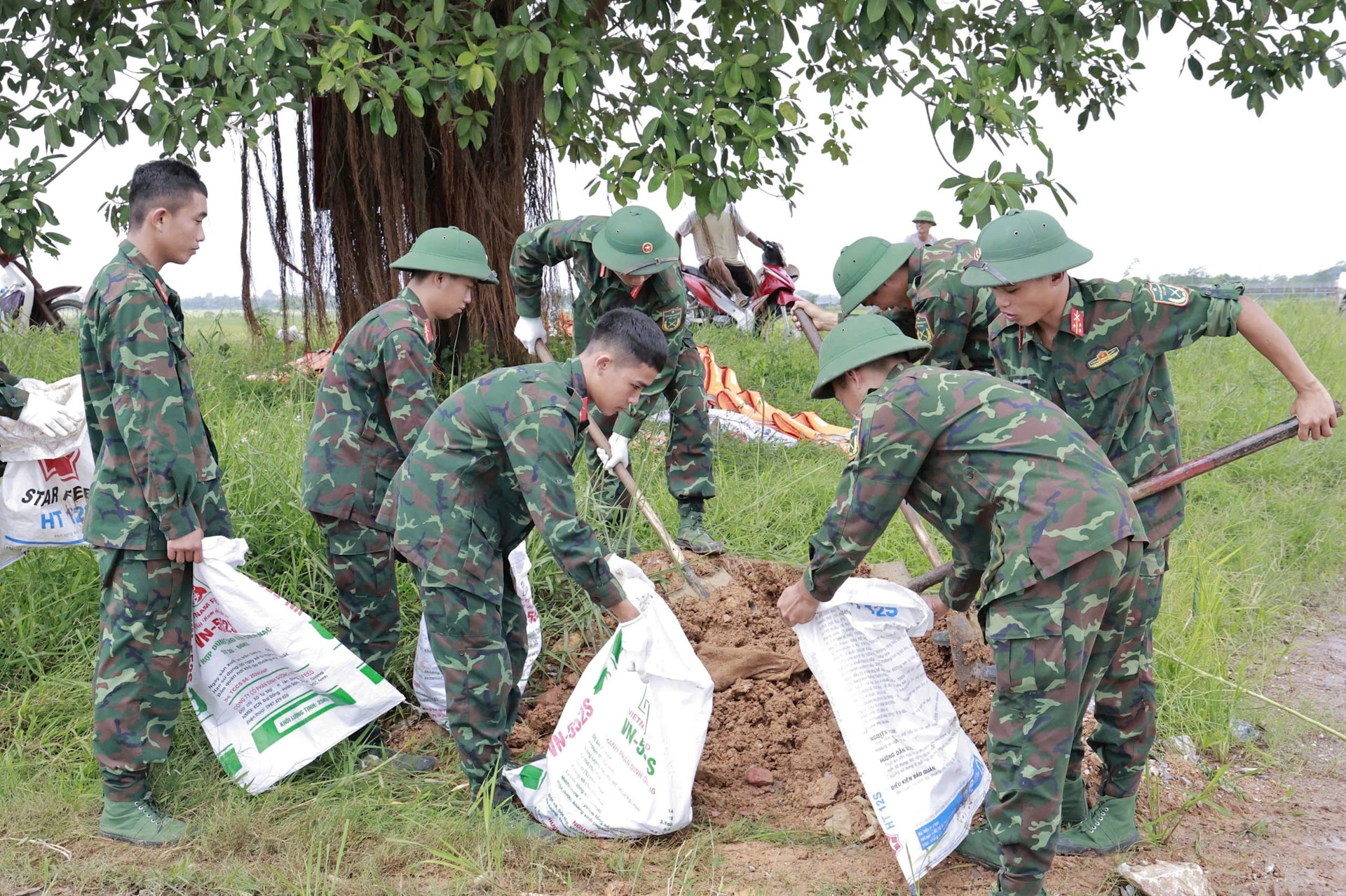 Xã Đa Phúc: Khoảng 350 bộ đội, dân quân hỗ trợ người dân thu hoạch lúa chạy lũ- Ảnh 6.