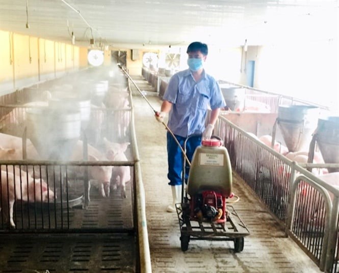Tăng cường biện pháp an toàn sinh học trong các cơ sở chăn nuôi - Ảnh 1.