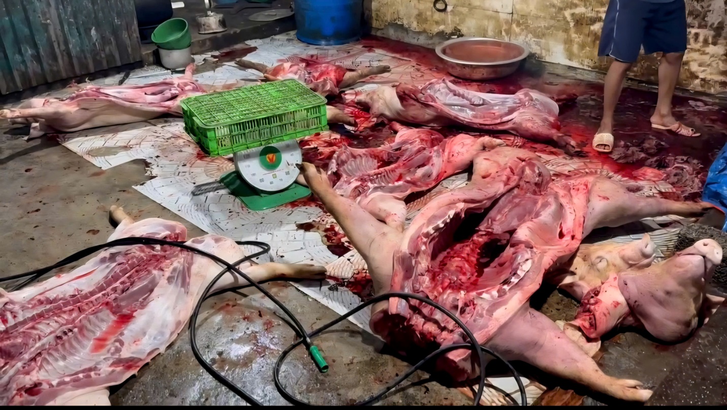 Công an xã Phú Nghĩa phối hợp liên ngành kiểm tra, phát hiện cơ sở giết mổ lợn trái phép- Ảnh 1.