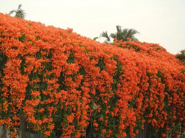 Lời kêu gọi Nhân dân xã đảo Minh Châu cùng chung tay trồng hoa – xây dựng xã đảo xanh – văn  minh – hạnh phúc- Ảnh 3.