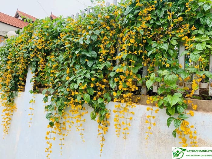 Lời kêu gọi Nhân dân xã đảo Minh Châu cùng chung tay trồng hoa – xây dựng xã đảo xanh – văn  minh – hạnh phúc- Ảnh 4.