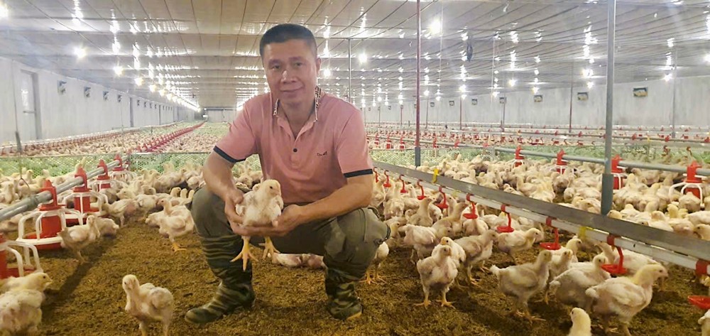 Kỹ sư với mô hình chăn nuôi hiện đại ứng dụng công nghệ số hiệu quả