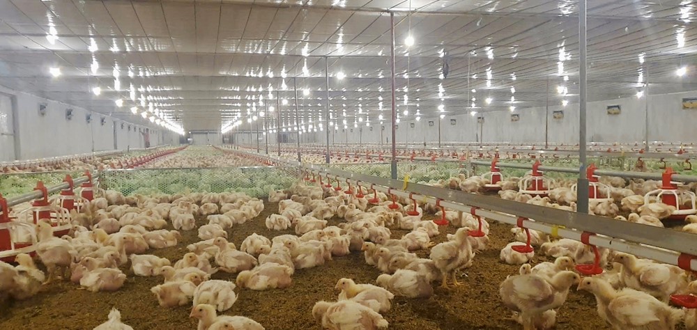 Kỹ sư với mô hình chăn nuôi hiện đại ứng dụng công nghệ số hiệu quả- Ảnh 2.