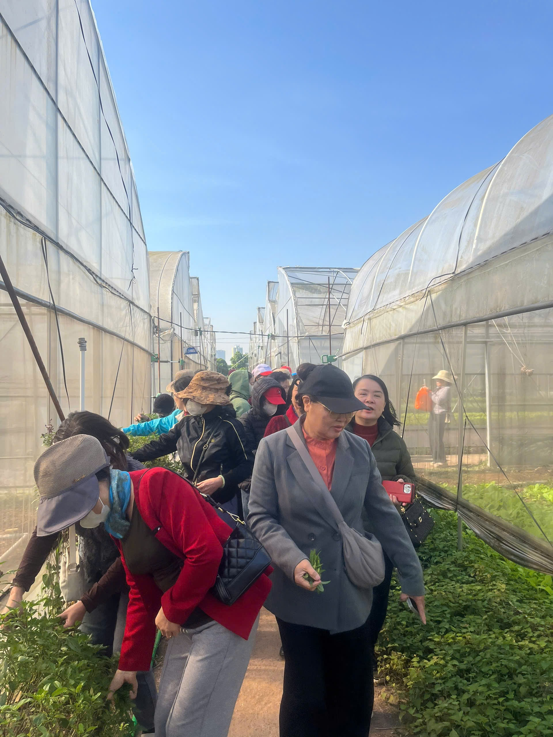 TỔ CHỨC THĂM QUAN MÔ HÌNH SẢN XUẤT NÔNG NGHIỆP CÔNG NGHỆ CAO, THÚC ĐẨY TIÊU DÙNG AN TOÀN- Ảnh 2.