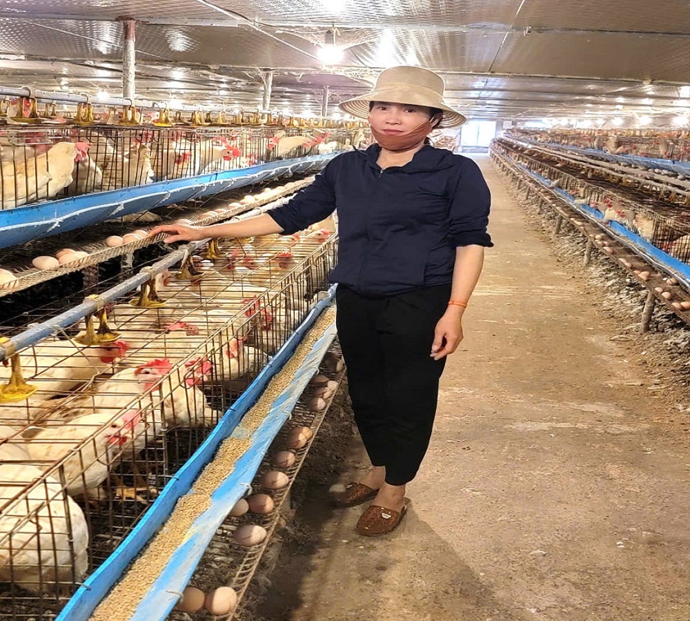Thu nhập cao từ mô hình nuôi gà siêu trứng ở Đại Xuyên- Ảnh 1.
