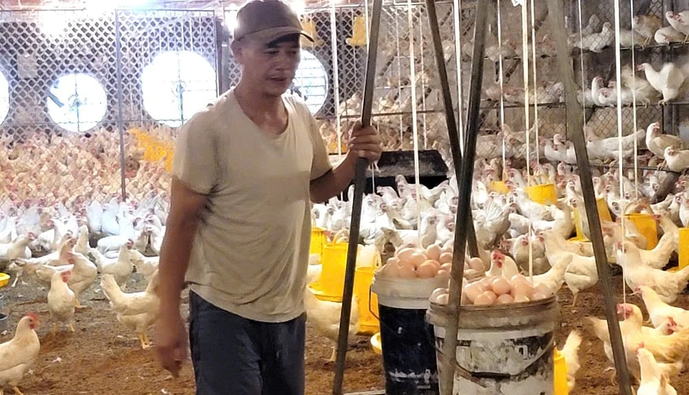 Thu nhập cao từ mô hình nuôi gà siêu trứng ở Đại Xuyên- Ảnh 2.