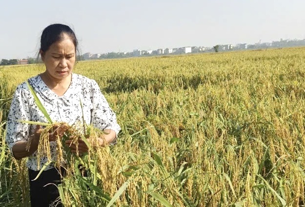 Dẻo thơm nếp cái hoa vàng Thụy Lôi – Niềm tự hào của quê hương Thư Lâm- Ảnh 6.