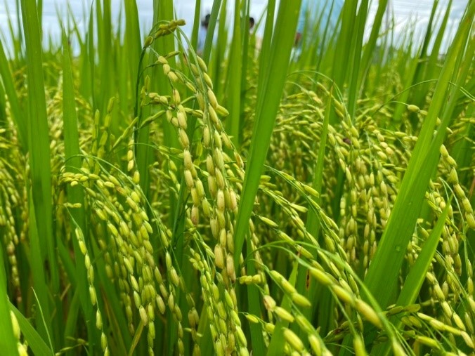 UBND xã Đoài Phương thông báo về việc đăng ký hỗ trợ giống lúa, ngô sản xuất vụ Xuân năm 2026- Ảnh 1.