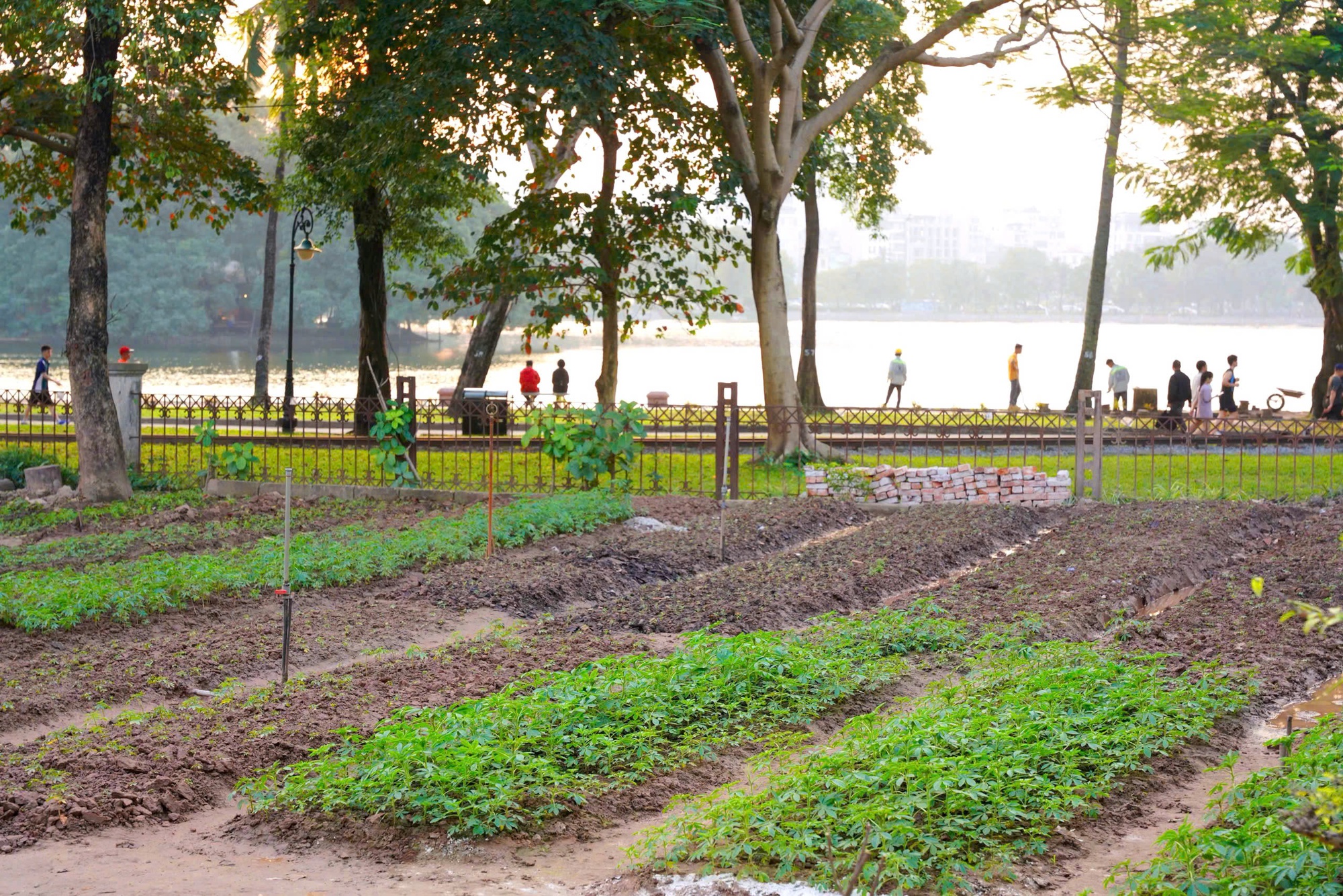 Công viên Thống Nhất - Mở không gian xanh, yên bình giữa lòng phố thị- Ảnh 5.