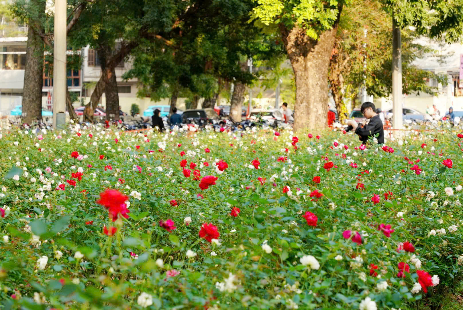 Công viên Thống Nhất - Mở không gian xanh, yên bình giữa lòng phố thị- Ảnh 9.