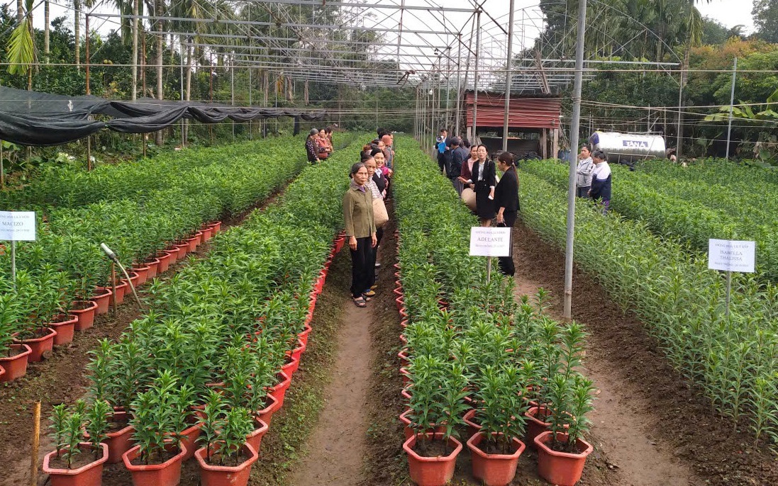 HIỆU QUẢ TỪ MÔ HÌNH TRỒNG HOA LY ỨNG DỤNG CÔNG NGHỆ CAO TẠI XÃ MỸ ĐỨC