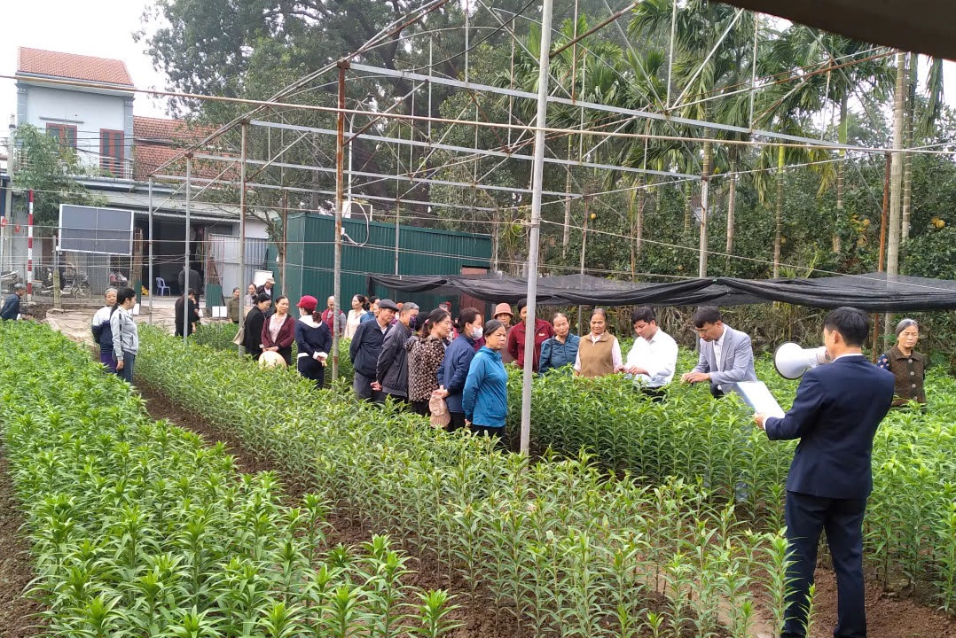 HIỆU QUẢ TỪ MÔ HÌNH TRỒNG HOA LY ỨNG DỤNG CÔNG NGHỆ CAO TẠI XÃ MỸ ĐỨC- Ảnh 2.