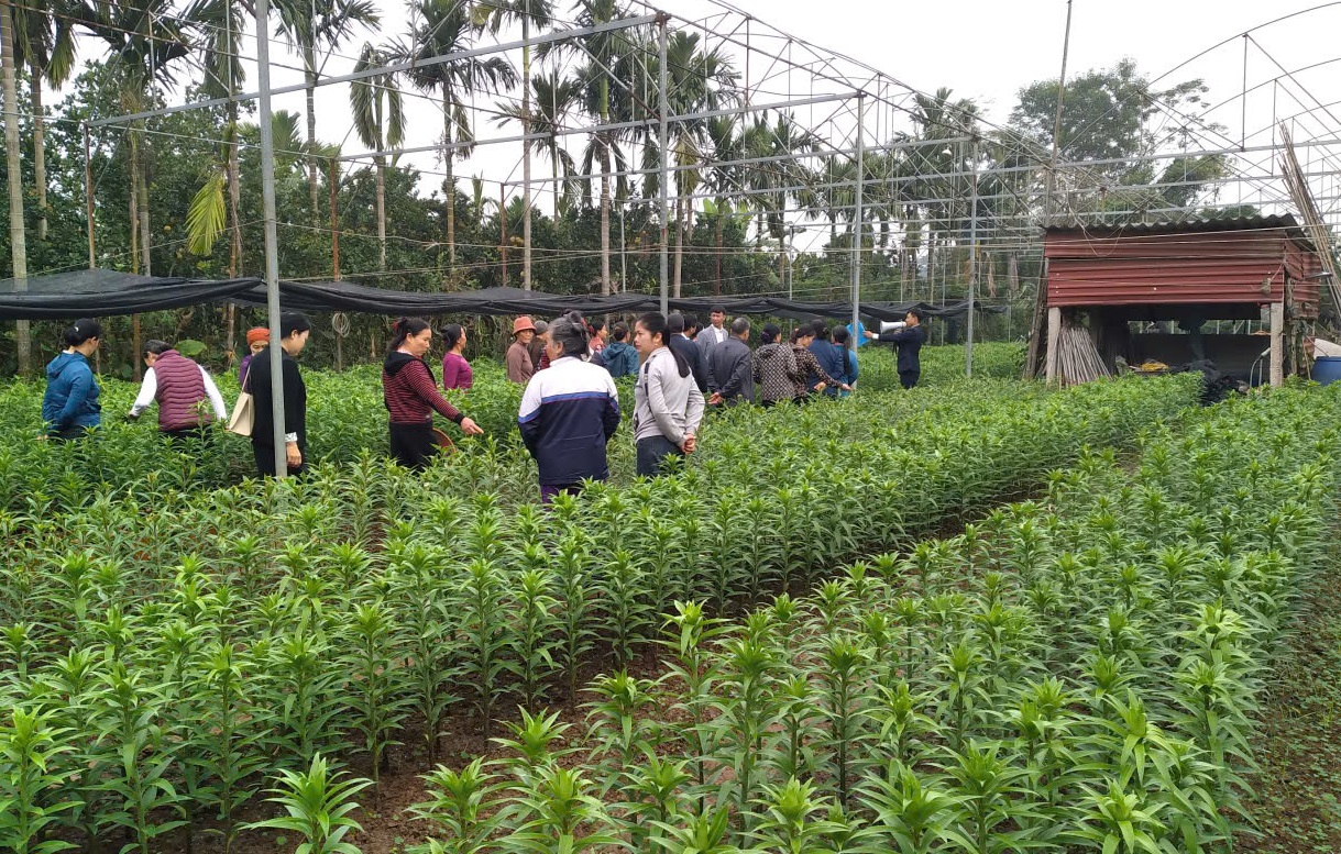 HIỆU QUẢ TỪ MÔ HÌNH TRỒNG HOA LY ỨNG DỤNG CÔNG NGHỆ CAO TẠI XÃ MỸ ĐỨC- Ảnh 3.