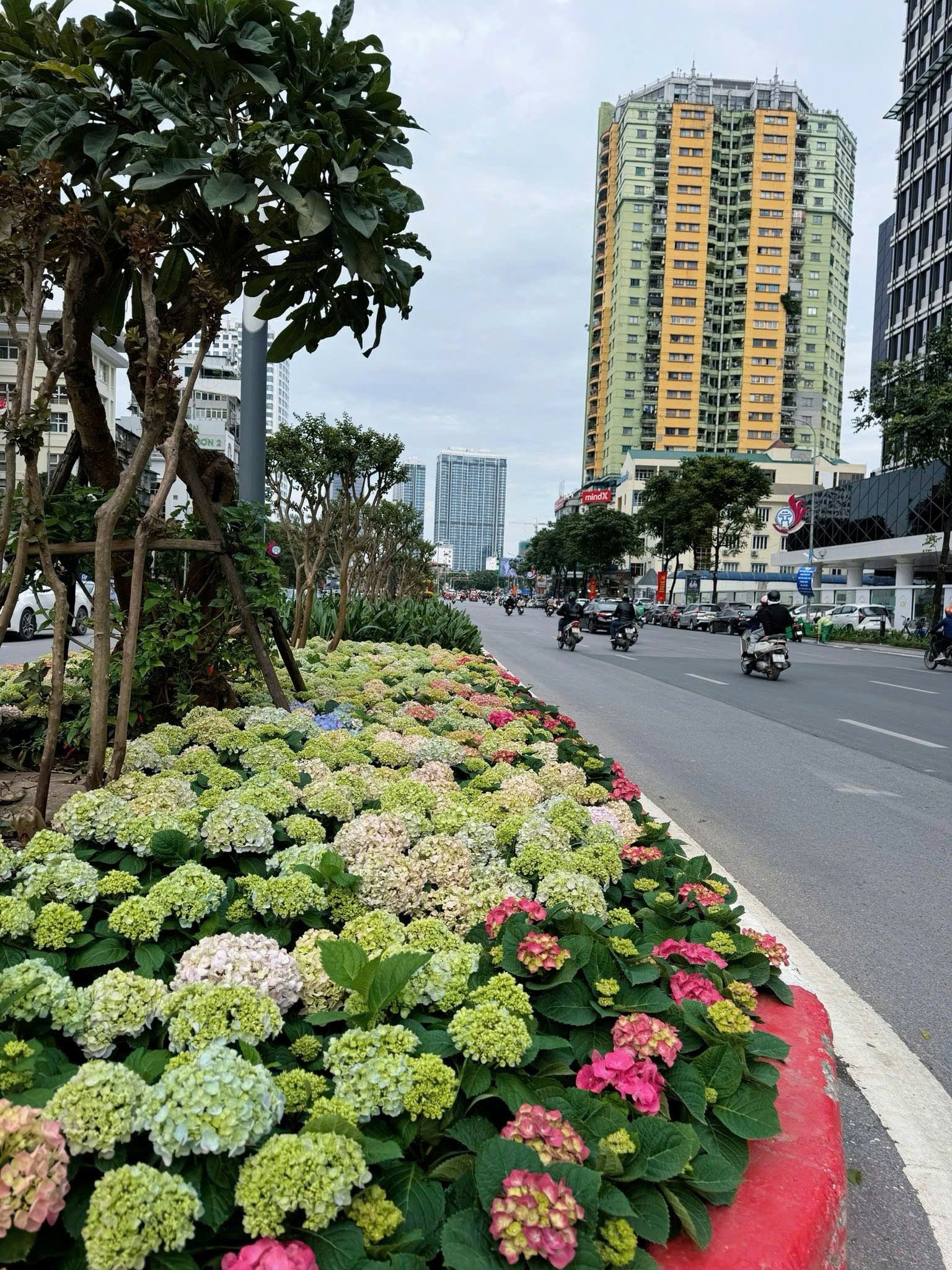 Hà Nội: Rực rỡ cây hoa và chiếu sáng phục vụ Tết Dương lịch 2026- Ảnh 3.