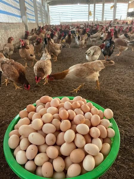 Hiệu quả tích cực từ nguồn vốn vay của ngân hàng chính sách xã hội huyện Quốc Oai.- Ảnh 1.
