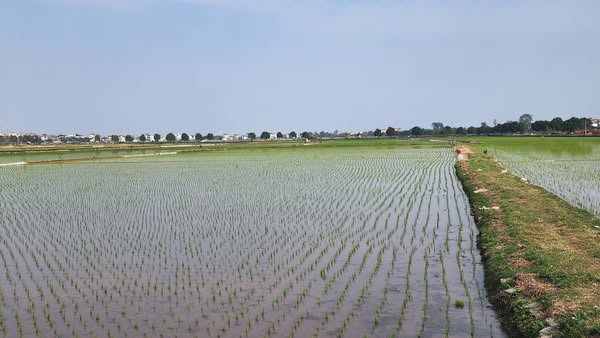 SẢN XUẤT VỤ XUÂN 2025- Ảnh 1.
