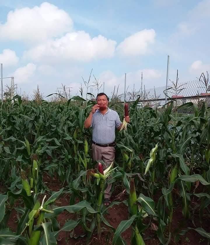 Nông dân Phú Xuyên làm giàu từ Nông nghiệp- Ảnh 6.