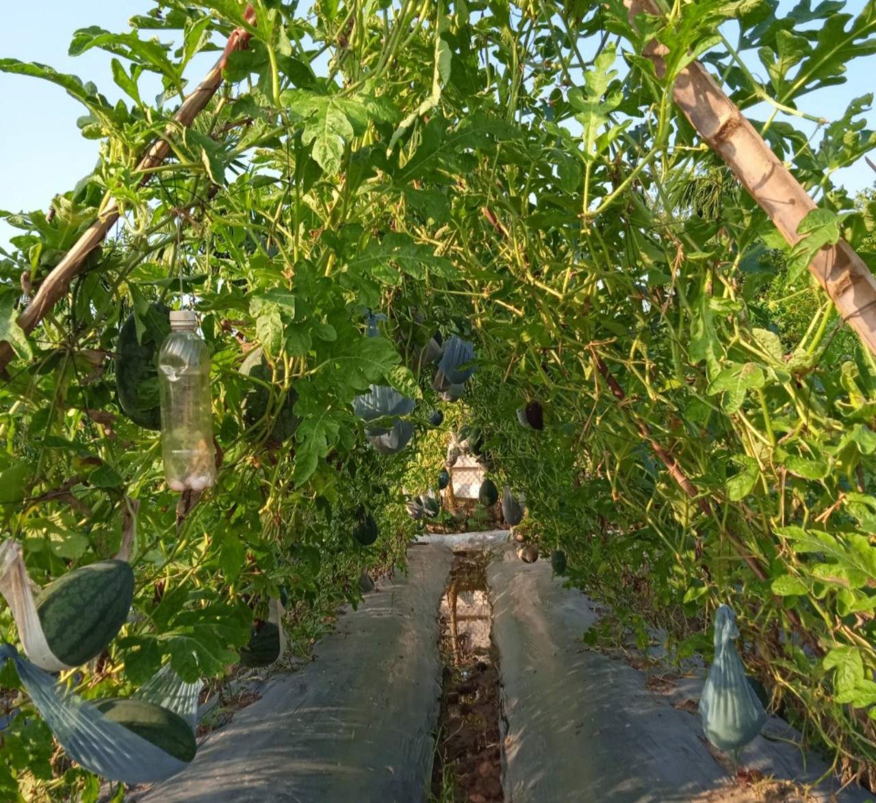 Chi hội trưởng phụ nữ tâm huyết với công tác Hội, giỏi lao động, sản xuất phát triển kinh tế- Ảnh 5.
