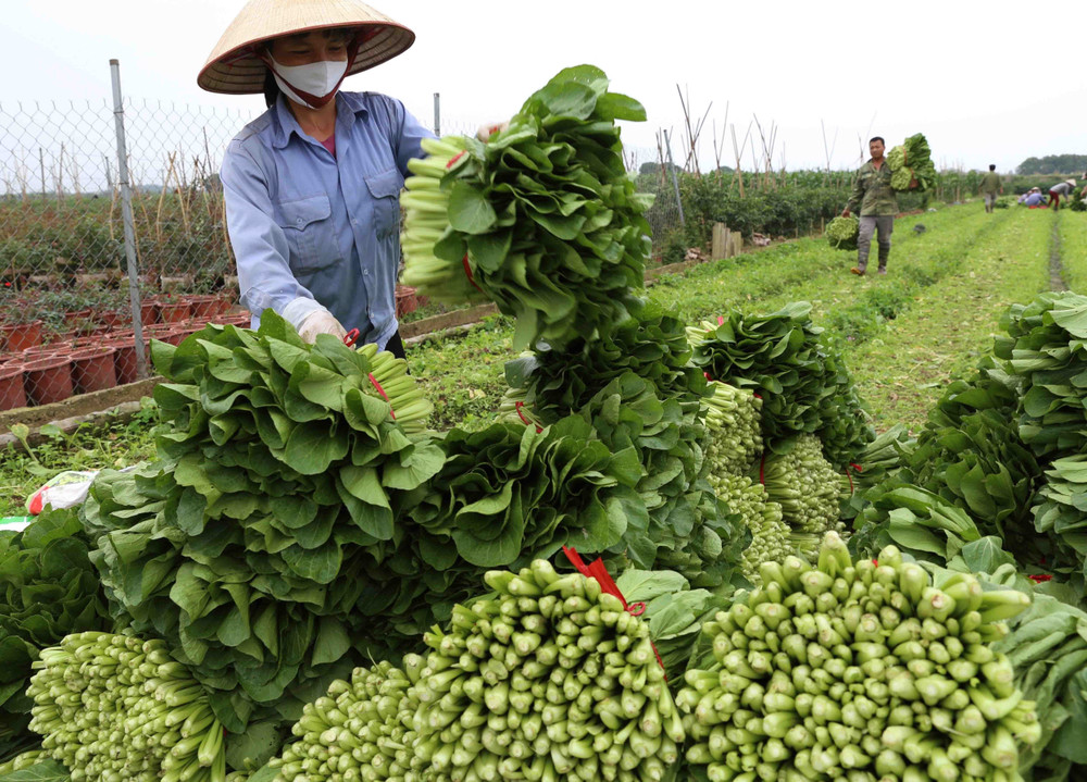 Hiệu quả mô hình trồng rau an toàn của một hợp tác xã ven đô | Báo ảnh Dân  tộc và Miền núi