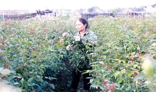 Xây dựng chuỗi giá trị cho vùng hoa Mê Linh- Ảnh 1.