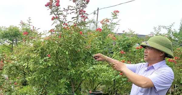 Người nông dân tiêu biểu làm giàu từ trồng hoa