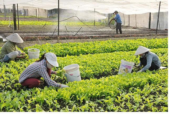 Thành lập Trung tâm Dịch vụ Nông nghiệp Hà Nội trực thuộc Sở Nông nghiệp và Môi trường- Ảnh 2.