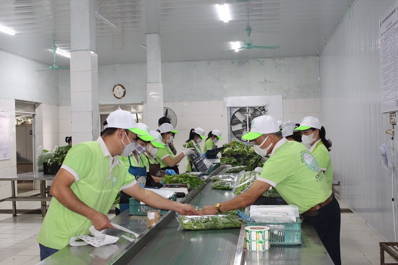 HTX Rau quả sạch Chúc Sơn Sản xuất thực phẩm sạch, có trách nhiệm, vì sức khỏe cộng đồng- Ảnh 5.