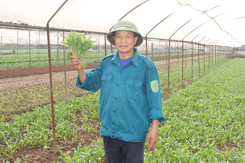 HTX Rau quả sạch Chúc Sơn Sản xuất thực phẩm sạch, có trách nhiệm, vì sức khỏe cộng đồng- Ảnh 6.