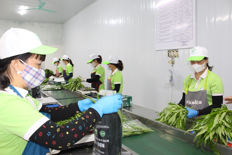 HTX Rau quả sạch Chúc Sơn Sản xuất thực phẩm sạch, có trách nhiệm, vì sức khỏe cộng đồng- Ảnh 7.