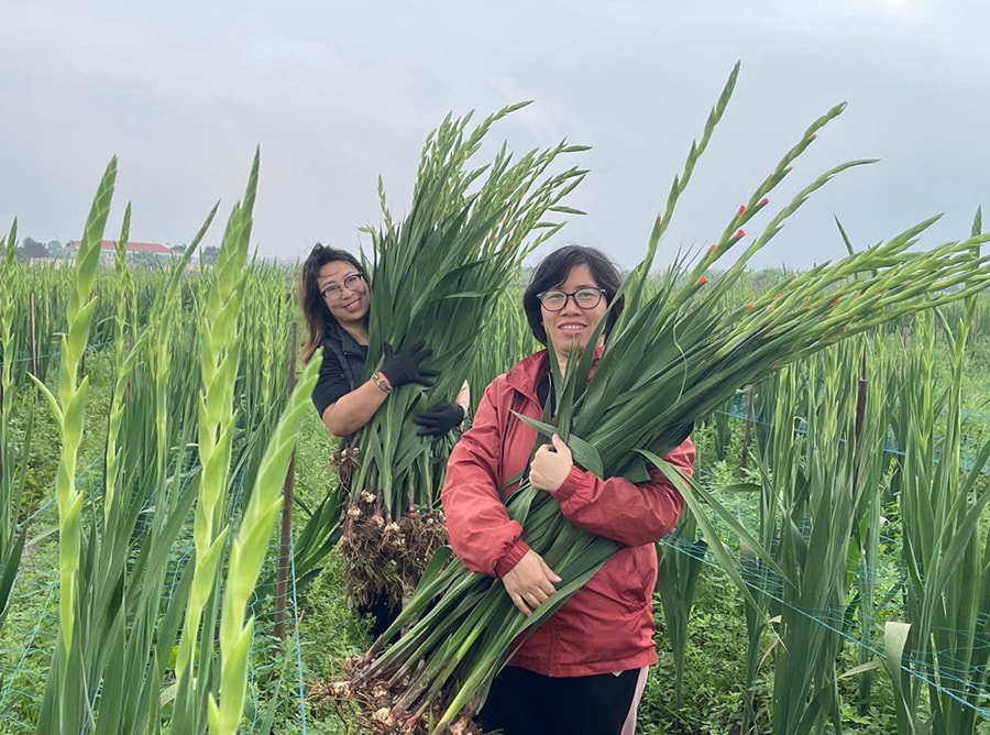 Thuận An triển khai hiệu quả nhiều mô hình sản xuất nông nghiệp- Ảnh 1.