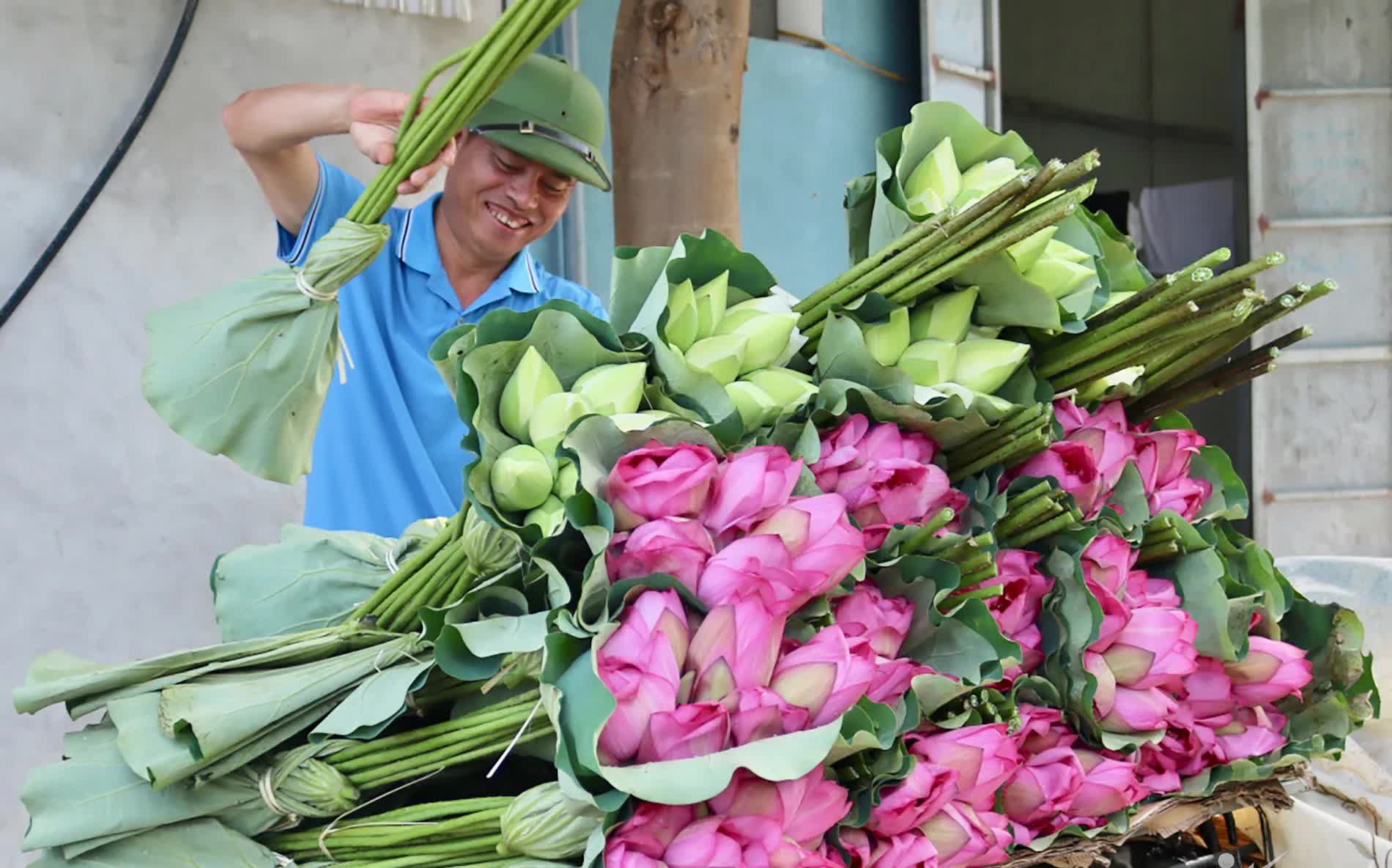 Người nông dân làm giàu từ trồng sen- Ảnh 1.