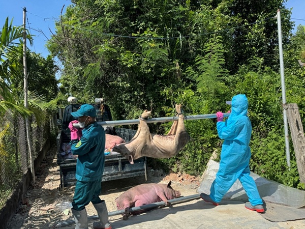 Hoài Đức triển khai công tác phòng, chống bệnh Dịch tả lợn Châu Phi- Ảnh 2.