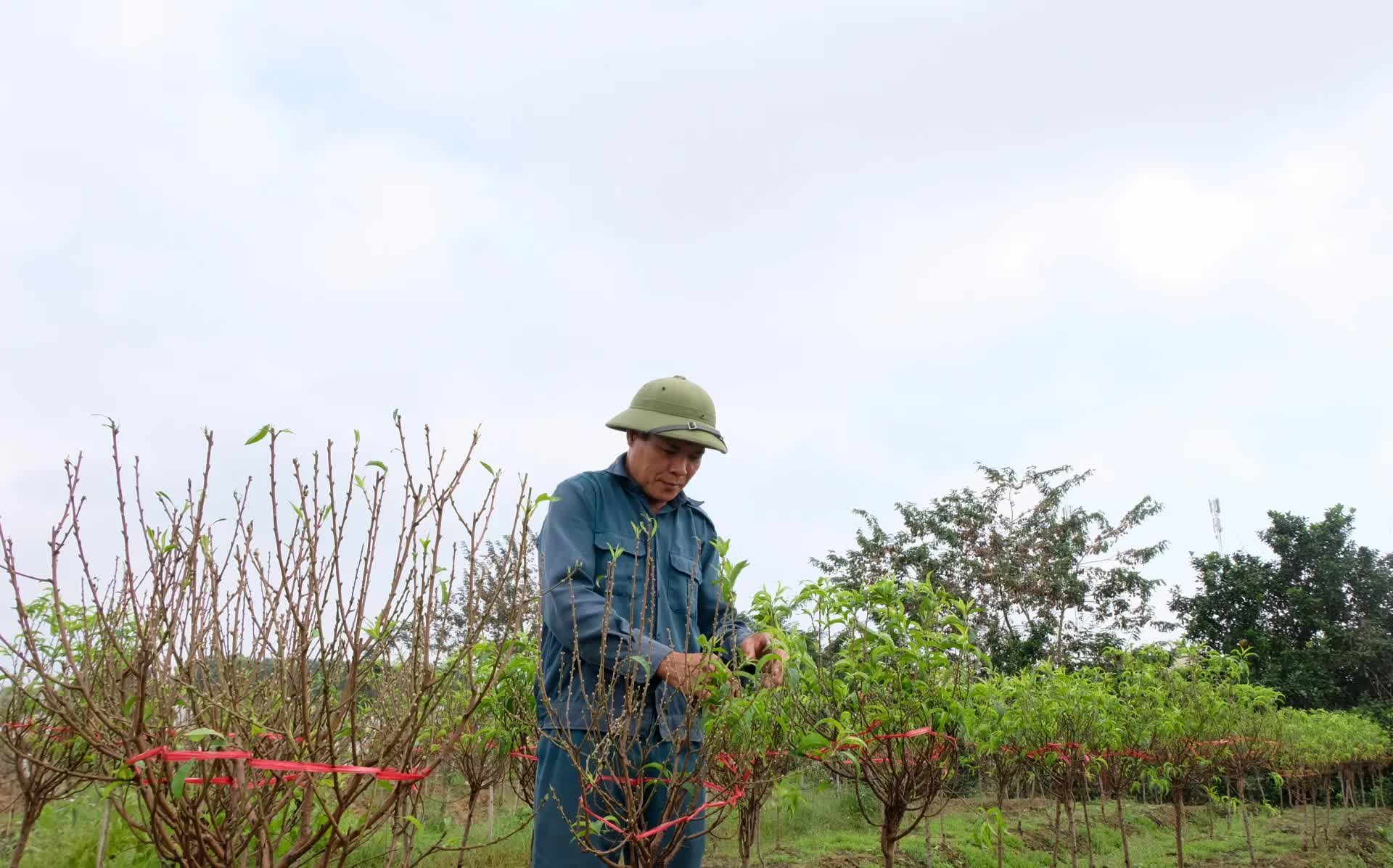 Hoa đào Phù Trì - Sản phẩm OCOP 4 sao- Ảnh 1.