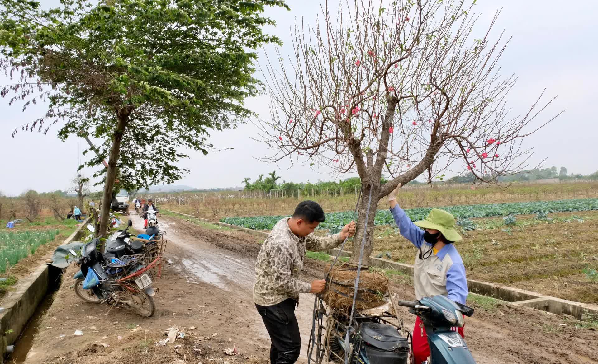 Hoa đào Phù Trì - Sản phẩm OCOP 4 sao- Ảnh 2.