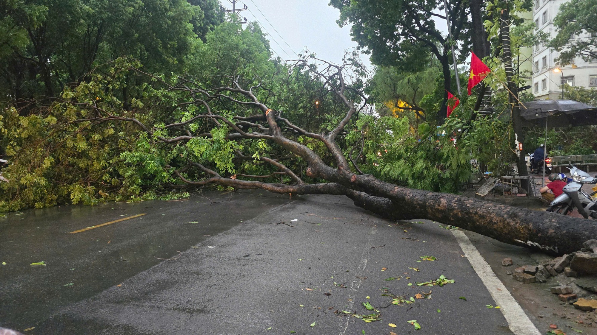 A tree fallen over a road  AI-generated content may be incorrect.