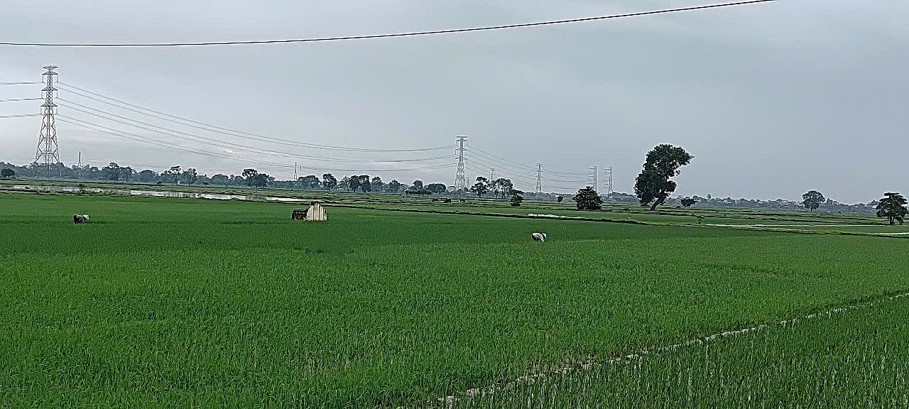 A field of grass with trees in the background  AI-generated content may be incorrect.