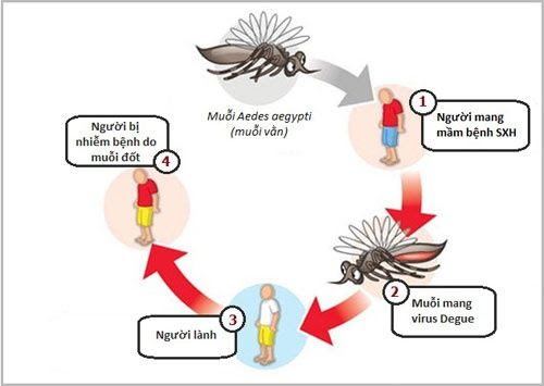 Bài tuyên truyền phòng chống dịch, bệnh sốt xuất huyết năm 2025- Ảnh 3.