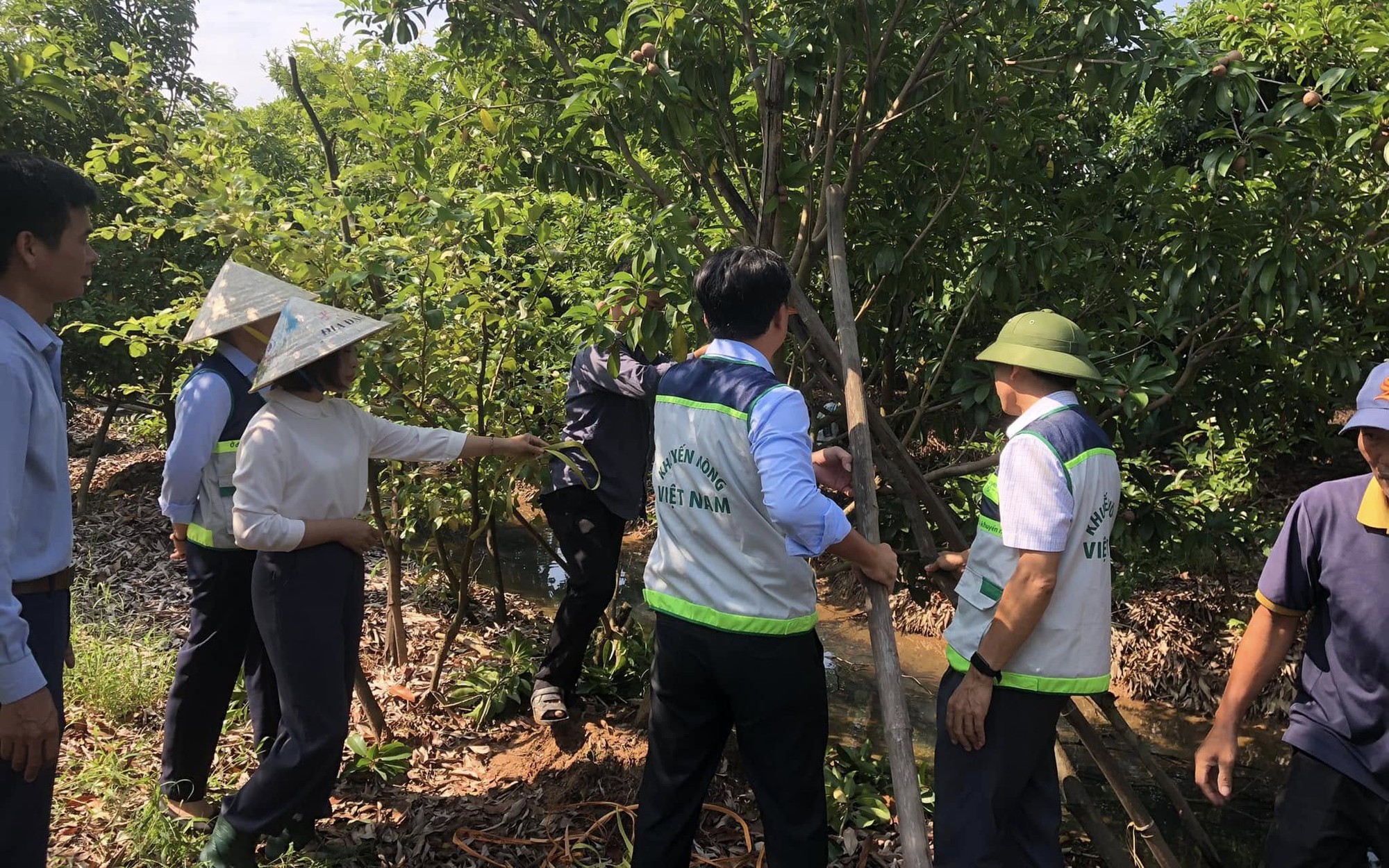 HƯỚNG DẪN PHỤC HỒI VƯỜN CÂY ĂN QUẢ SAU MƯA BÃO