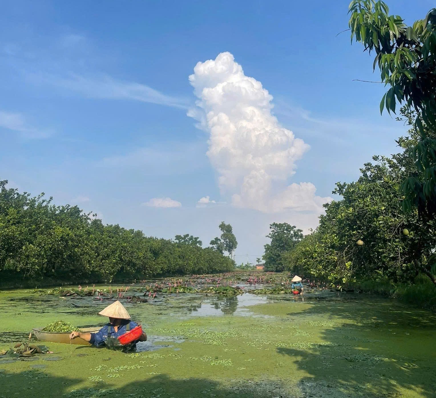Mô hình kinh tế nuôi ốc nhồi kết hợp trồng cây ăn quả của gia đình ông Nguyễn Bá Thành- Ảnh 2.