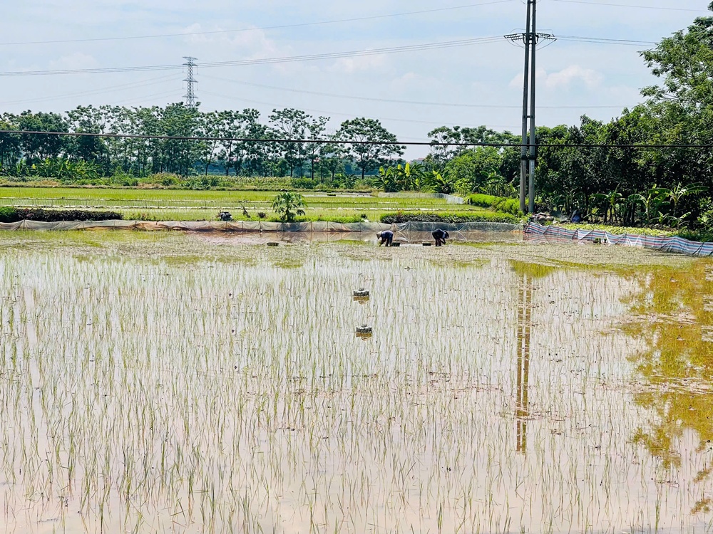 A rice field with trees and power lines  AI-generated content may be incorrect.