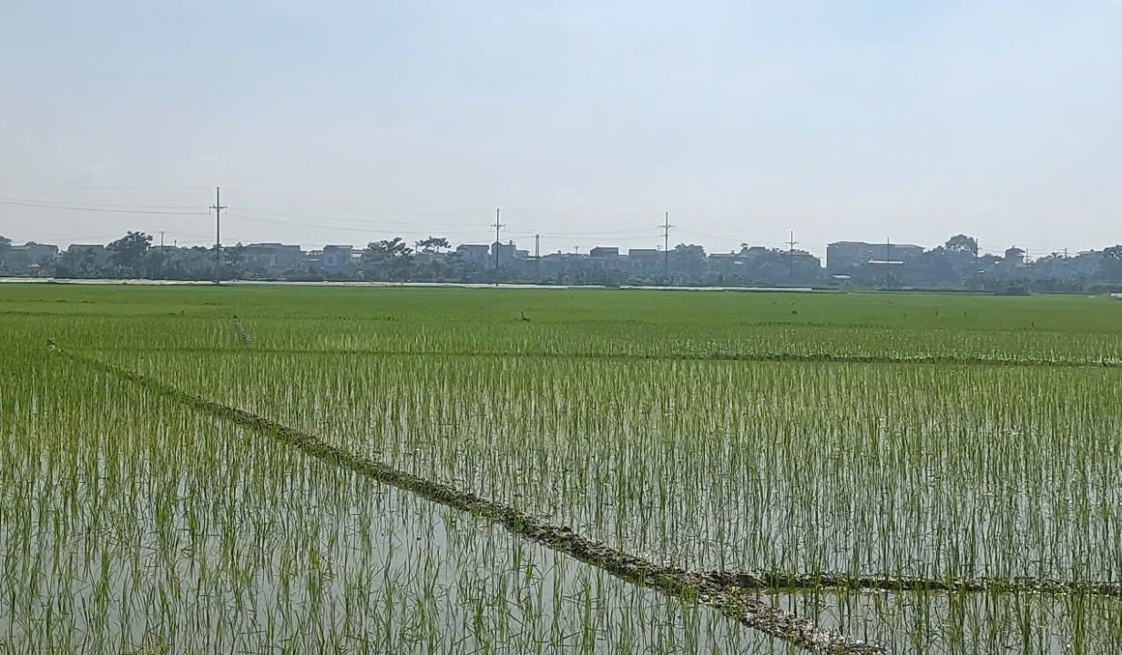 Thôn Yên Trường xã Ứng Thiên phối hợp triển khai mô hình lúa chất lượng cao- Ảnh 1.