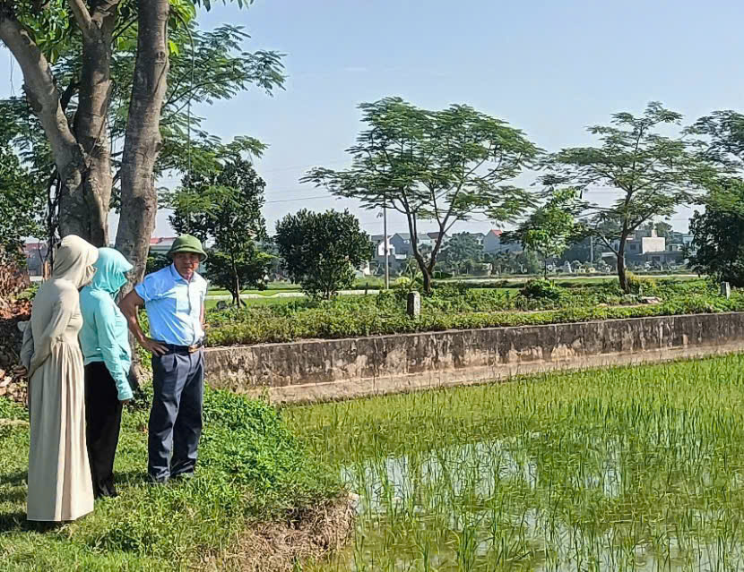 Thôn Yên Trường xã Ứng Thiên phối hợp triển khai mô hình lúa chất lượng cao- Ảnh 2.